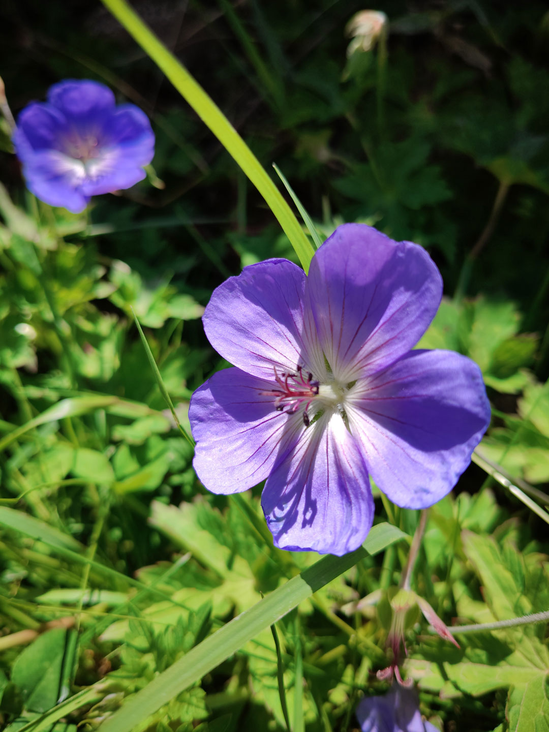 Fleurs locales